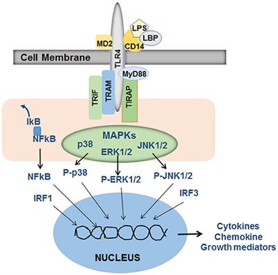 Pro- and Anti-fibrogenic Functions of Gram-Negative Bacterial Lipopolysaccharide in the Liver